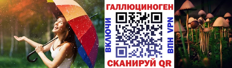 KRAKEN ТОР  Чадан  Псилоцибиновые грибы Psilocybe 